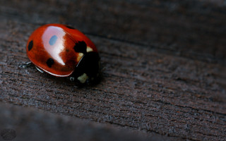 Ladybug wooden surface cloisonnism macro - a wooden surface free wallpaper for desktop