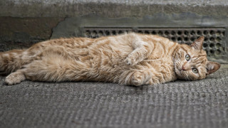 Cat lying ground open eyes - its head on free wallpaper