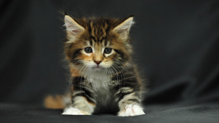 Small kitten black surface black - david dougal williams free wallpaper