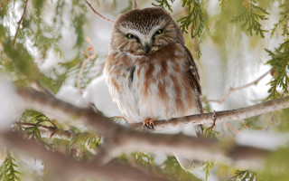 Brown owl snow branch nature - owl free wallpaper
