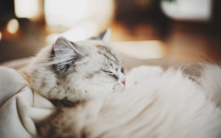 Cat sleeping white blanket couch - 8 5 mm f 1. free wallpaper