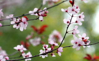 Pink flowers branch macro blurry 2 - a blurry background of trees free wallpaper