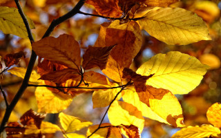 Tree yellow leaves autumn blurry - a few yellow leaf free wallpaper
