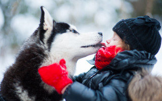Woman husky snow red scarf - free hearts wallpaper