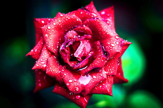 Red rose water droplets gothic 3 - rose free wallpaper for desktop