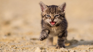 Kitten walking sandy ground open - mouth wide open free wallpaper