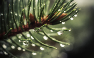 Pine branch water drops bokeh - a pine tree branch free wallpaper