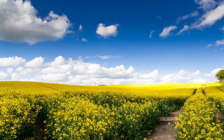Yellow flower field dirt path 3 - a tree in the distance free wallpaper