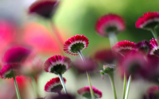 Pink flower bokeh blurry background - blurry background of flowers free wallpaper