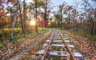Autumn forest train tracks leaves - the ground and trees free wallpaper for desktop