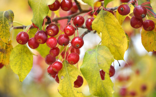 Branch red berries green leaves - the fall season free wallpaper