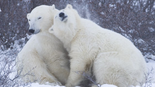 Polar bears snow ecological art 2 - polar free wallpaper