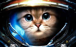 Cat space suit helmet blue 2 - a helmet free wallpaper