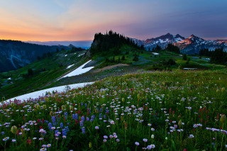 Mountain wildflowers sunset lake forest - mountain in the background free wallpaper