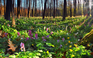 Flower field sunlight forest nature - cao zhibai free wallpaper