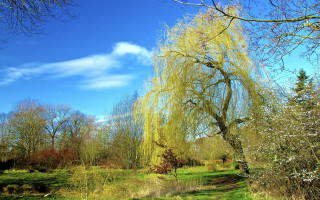 Yellow leaves tree park path - a grassy area free wallpaper