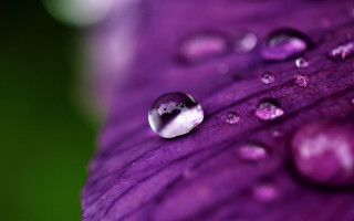 Purple flower water droplets macro 36 - anthony s waters free wallpaper