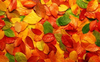 Autumn leaves color field pile - free autumn wallpaper