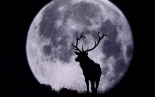 Deer moon ants illustration award - david begbie free wallpaper