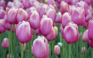 Pink tulips yellow center blurry - pink tulip free wallpaper