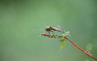Dragonfly branch green background macro - a green background behind free wallpaper for desktop