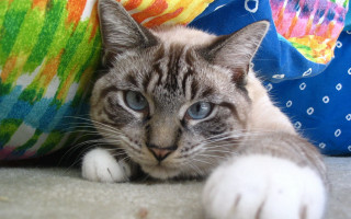 Cat pillow blanket blue eyes - the floor next free wallpaper