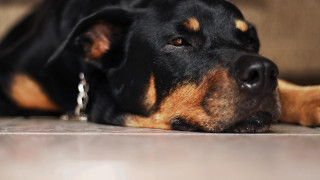 Dog shiba inu cushion chain - its head on free wallpaper