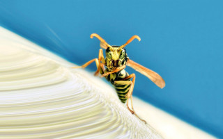 Bee white surface blue background - a close up of a bee free wallpaper