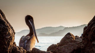 Bird rock ocean mountains fog - fletcher martin free wallpaper