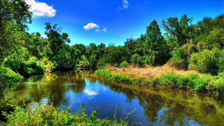 River trees grass forest blue - charles ragland bunnell free wallpaper