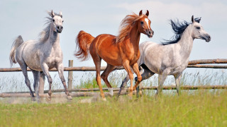 Horses field fence grass blue - three horse free wallpaper