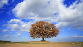 Tree bench cloudy sky mountains - cloud above free wallpaper for desktop