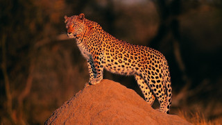 Leopard rock night eyes closed - a tail free wallpaper for desktop