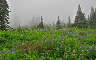 Flower field foggy nature matte - a field of flowers and trees free wallpaper