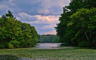 River waterplants trees cloudy sky - a bunch of water free wallpaper