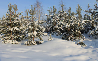 Snowy forest trees blue sky 3 - a group of trees free wallpaper