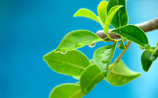 Water drops branch blue sky 2 - free rain wallpaper for desktop
