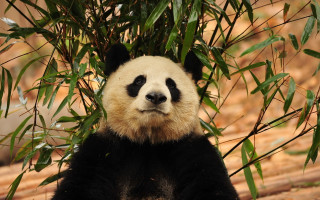 Panda sitting in tree ecological - a panda bear free wallpaper