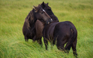 Horses rubbing head tall grass - two horse free wallpaper