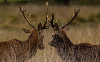 Deer field antlers wildlife photography - two deer free wallpaper