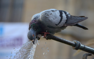 London pigeon fountain outdoors ecological - a sunny day free wallpaper for desktop