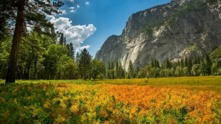 Yellow flowers mountains clouds autumn - yellow flower and trees free wallpaper