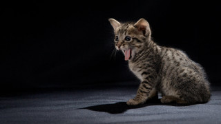 Small kitten yawning black background - its mouth open free wallpaper for desktop