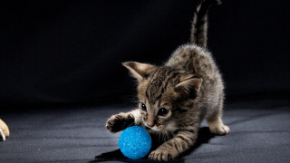 Kitten blueball dogshadow conceptualart planet - conceptual art free wallpaper