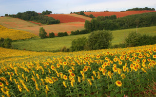 Sunflower field rolling hills autumn - rural free wallpaper