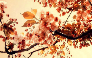 Pink tree autumn leaves hatsune - pink flower and leaves free wallpaper