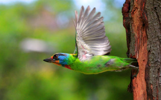 Colorful bird flying tree trunk - elizabeth durack free wallpaper