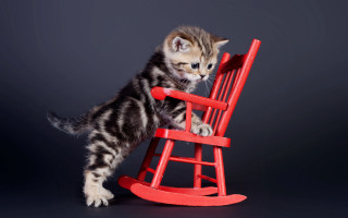 Kitten rocking chair serious look - the chair free wallpaper
