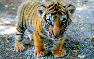 Small tiger cub dirt forest - a forest floor free wallpaper