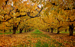 Tree path fall leaves orange - fall vibrancy free wallpaper